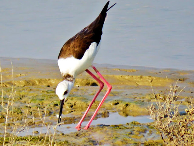 Ras Al Khor Wildlife Sanctuary - Photography