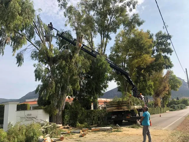 Εκτεταμένη επιχείρηση κλαδέματος δέντρων από την Περιφερειακή Ενότητα Αργολίδας