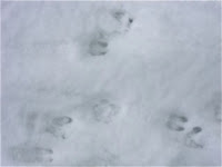 Des traces d'onglons de cabris et de pieds de chat dans la neige