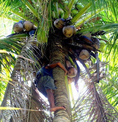 climbing coconut tree in Siargao Island, NE Mindanao, Philippines, home of Cloud 9 surfing spot