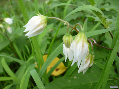 白い小さな花