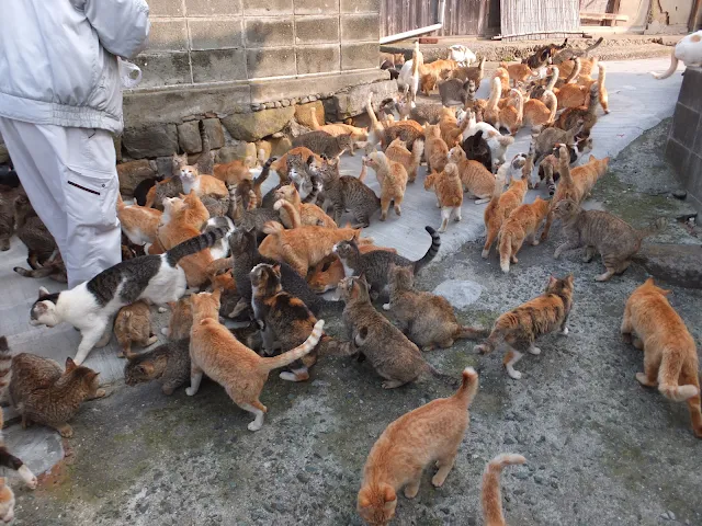 Cat Islands