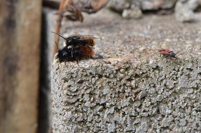 Osmie cornue (Osmia cornuta)