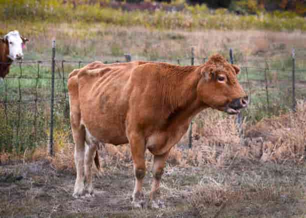 Vestígios de H5N1 encontrados em músculo de vaca leiteira