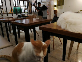 バンコクの猫カフェ【MofuMofuCafe】（モフモフカフェ）