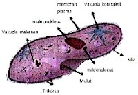 Ciliata (pengertian, Ciri-Ciri, Klasifikasi, dan Peranannya)