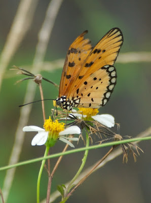 Tawny Coster (Acraea violae)