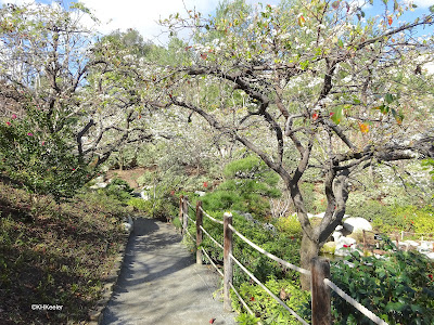 Japanese Garden, San Diego