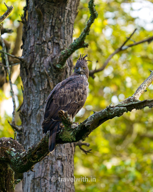 Crested-hawk Eagle