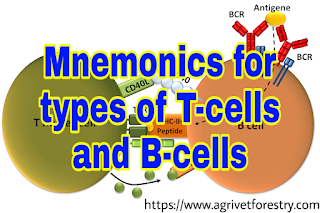 Types of T-cells, helper tcell and its work, Types of b-cells, plasma b-cells, Mnemonics for types of Tcells, Mnemonics for types of Bcells, what are t cells, What is thymus cell, what does thymus cell do?, tcell works