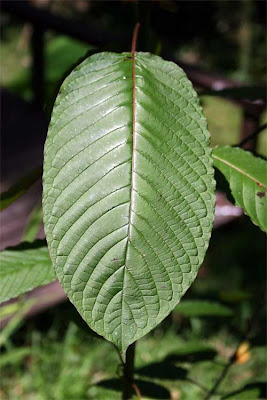 live kratom plants