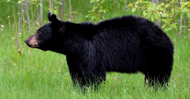 Three-Year-Old Missing For Days In The Freezing Cold Reported That A Bear Kept Him Safe