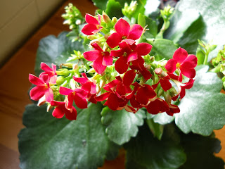 flores rojas de kalanchea blossfeldiana