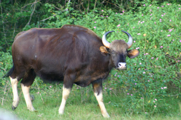 Indian Bison, Bos Gaurus