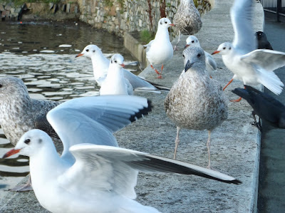 Action Seagulls 1, martin law, 2013