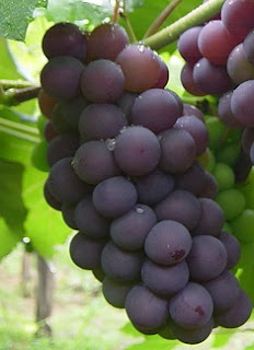 Uvas_moradas