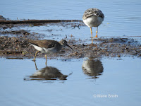 Solitary sandpiper with Greater Yellowlegs – Stream in Summerside, PEI – Aug. 7, 2017 – © Marie Smith