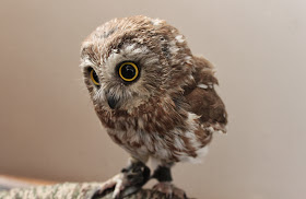 Funny animals of the week - 7 February 2014 (40 pics), cute baby owl picture