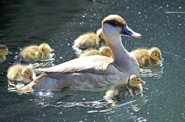 Patitos