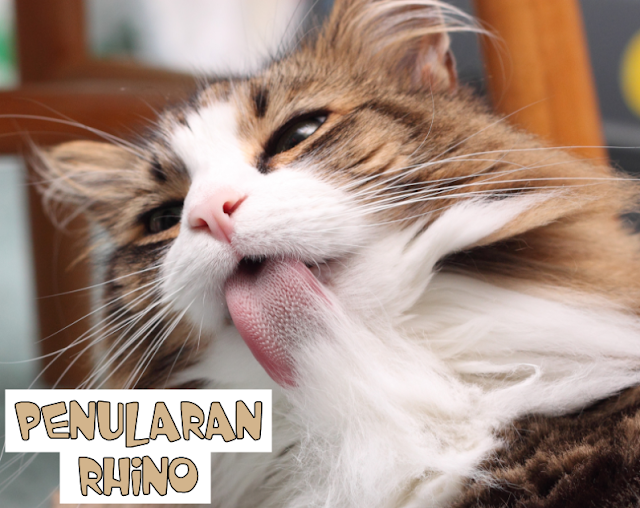 Rhino Virus pada Kucing