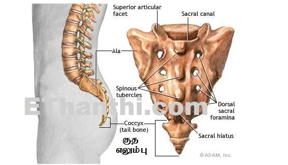 வால் எலும்பு வலி அழற்சி பற்றி தெரிந்து கொள்ள ! #CoccyxPain