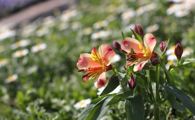 Peruvian Lily Flowers Pictures