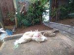  Timbulkan Bau Menyengat, Rumah Potong Ayam di Desa Tanjung Burung Membangun di Atas Tanah Perairan Tanpa Izin
