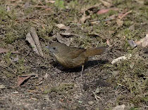 Burung Hwamei Mini, Ciri Dan Karakteristik Suara Gacorr Untuk Masteran