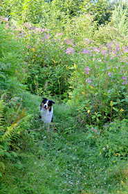 Ein Border Collie sitzt im Wald, rundherum ist blühendes Springkraut.