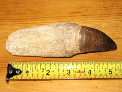 Dinosaur tooth / teeth for sale