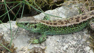 Lacerta agilis agilis male DSC20585