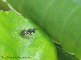 Parasitic Wasp-Pteromalus Puparum