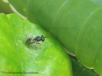 Parasitic Wasp-Pteromalus Puparum