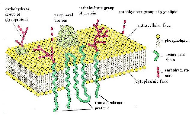 Describe Proteins, its structure, different function and types  