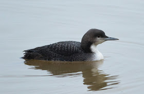 Pacific Diver - Northumberland