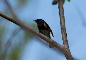 American Redstart - Shumsky Road, Michigan, USA