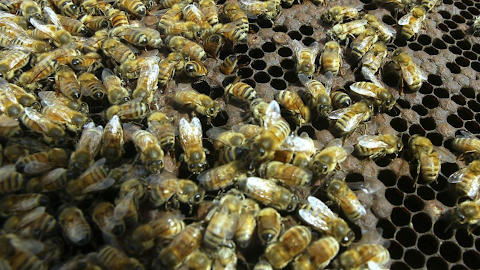 Foulbrood still a ‘gigantic issue’