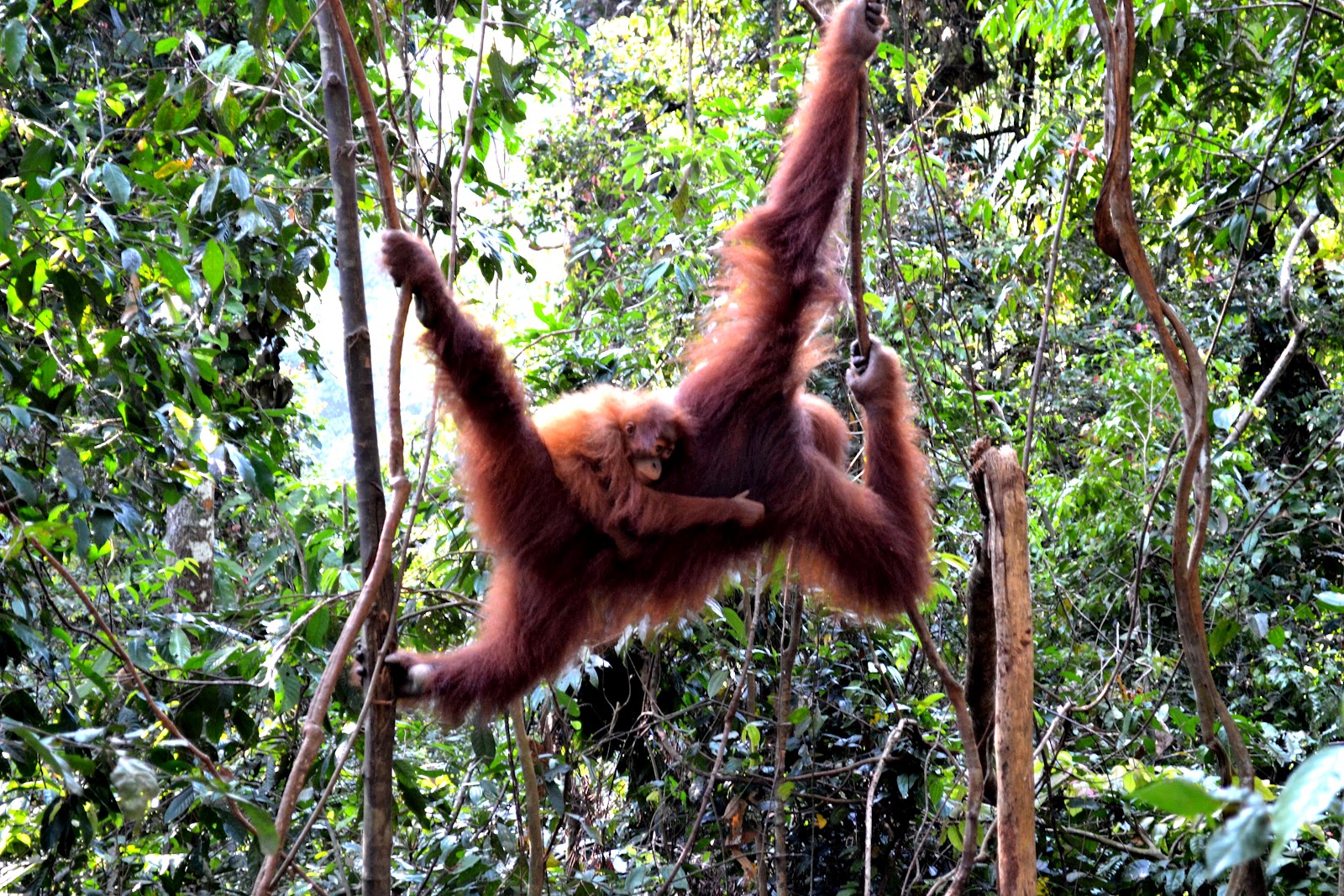 Download this Bukit Lawang Orangutan Feeding Center picture