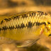 Ficha Apistogramma nororientalis