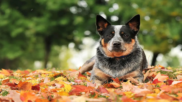 Australian Cattle Dog