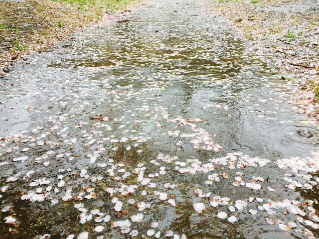 道も水没、桜の花びらだらけ〜