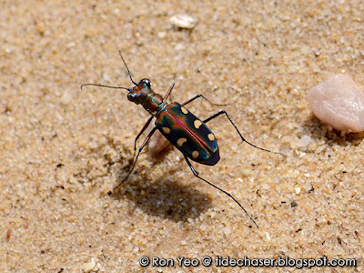 Tiger Beetle