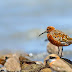 Curlew Sandpiper