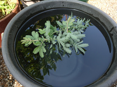 ミモザ　水揚げ