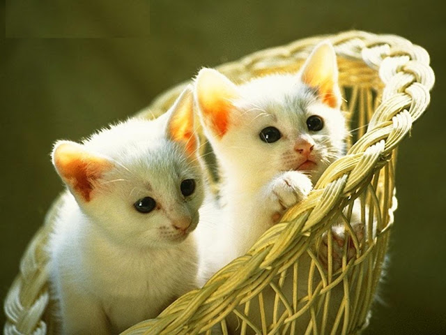 Cute Kittens HD Wallpaper Free Download