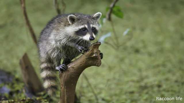 Facts About Raccoons for keeping at Home