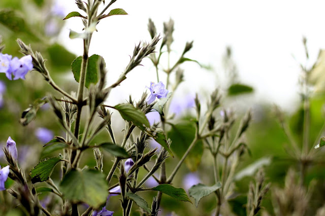 Neelakurinji