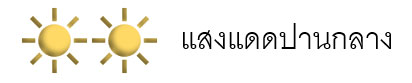 แดดปานกลาง