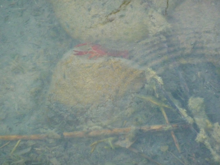 discovering a crawfish