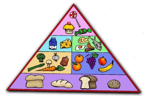 food chain pyramid worksheet. worksheets related to food